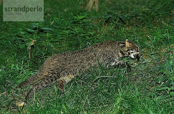 Leopardkatze (prionailurus bengalensis)  Erwachsener mit Fisch im Maul