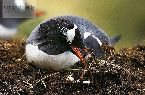 GENTOO PENGUIN (pygoscelis papua)  ERWACHSENER IM NEST  LIVINGSTONE ISLAND