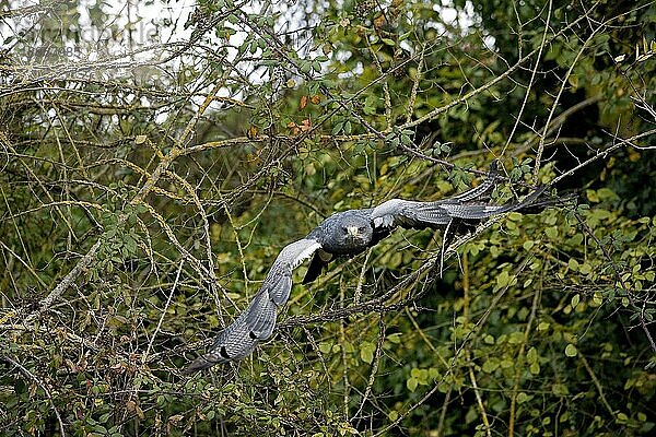 Kordillerenadler (geranoaetus melanoleucus)  ERWACHSENER IM FLUG