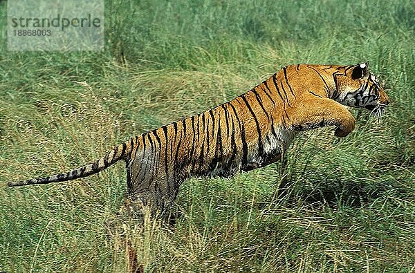 Königstiger (panthera tigris tigris)  ERWACHSENER LÄUFT DURCH LANGES GRAS