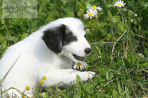 Mischlingshund  Welpe mit Blume  Gänseblümchen