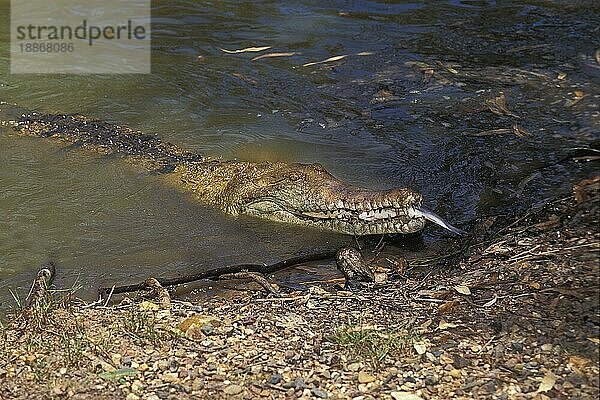 Australisches Süßwasserkrokodil  crocodylus johnstoni  Erwachsener frisst Fisch  Australien  Ozeanien