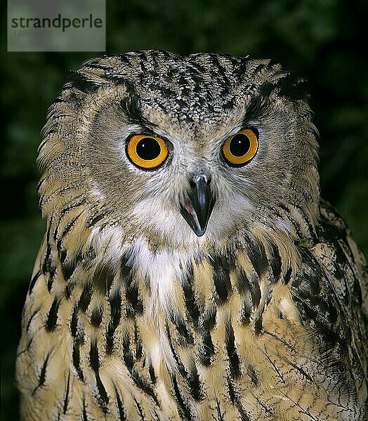 Europäischer Uhu (bubo bubo)  Porträt eines Erwachsenen