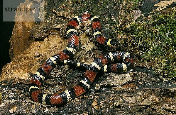 Mexikanische Milchschlange  lampropeltis triangulum annulata  Erwachsener auf Baumstumpf