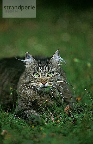 Angora Hauskatze  Erwachsene stehend auf Gras