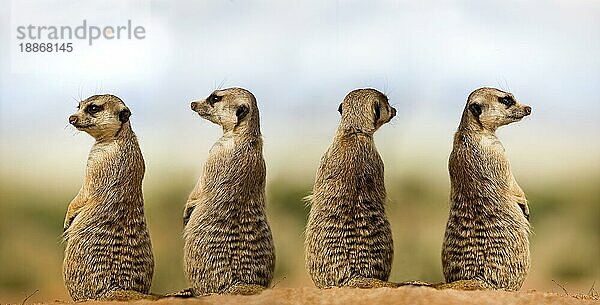 MEERKAT (suricata suricatta)  ERWACHSENE SCHAUEN UM  SITZEN AUF SAND  NAMIBIA