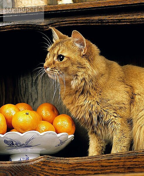 Rote Somali-Hauskatze  erwachsen  sitzt in der Nähe von Orangen