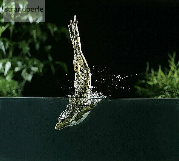 Speisefrosch oder Grüner Frosch (rana esculenta)  erwachsen springend und tauchend