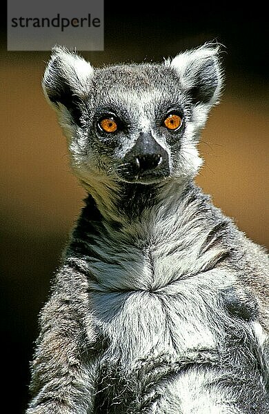 Ringschwanzlemur (lemur catta)  Portrait eines Erwachsenen