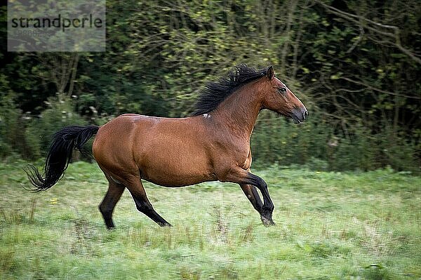 Connemara Pony  Erwachsener Galoppierend im Paddock