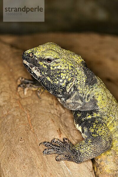 Stachelschwanzechse (Uromastyx acanthinurus)  Erwachsener auf Fels