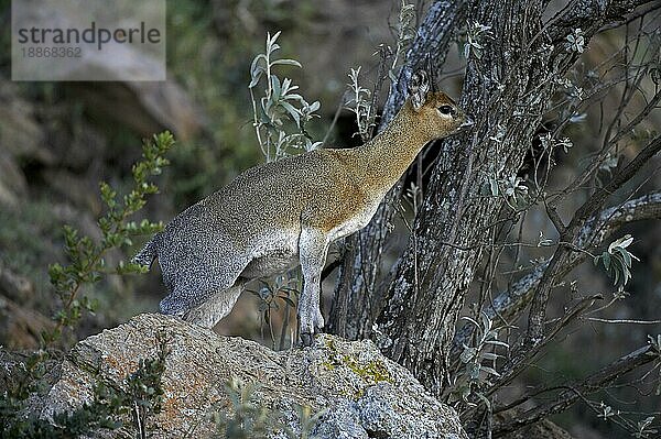 Klippspringer (oreotragus oreotragus)  Erwachsener auf Felsen  Hell's Gate Park in Kenia