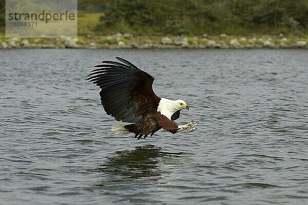 AFRIKANISCHER FISCHAISER (haliaeetus vocifer)  ERWACHSENER IM FLUG beim FISCHEN  BARINGO-SEE IN KENIA