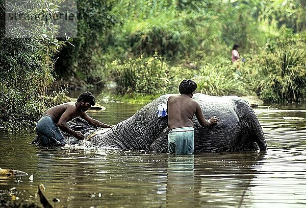 Ein Tempelelefant wird von seinem Mahut in einem Fluss in Courtalam Kutralam Kuttalam  Tamil Nadu  Südindien  Indien  Asien gebadet  Asien