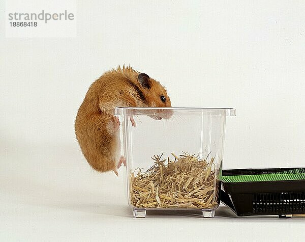 Golden Hamster climbing into box  Goldhamster (Mesocricetus auratus) klettert in Transportbox  innen  Studio  freistellbar  seitlich  side