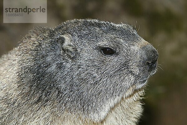 Alpenmurmeltier (marmota marmota)  Porträt eines Erwachsenen  Alpen im Südosten Frankreichs