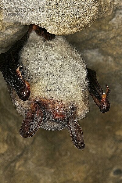 Große Hufeisennase (rhinolophus ferrumequinum)  Erwachsene überwintern in einer Höhle  Normandie