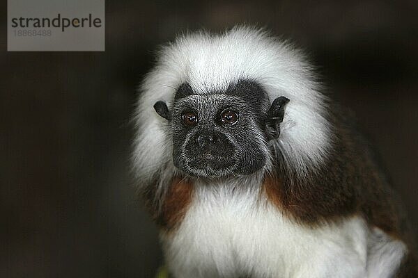 Lisztaffe (saguinus oedipus)  Porträt eines Erwachsenen