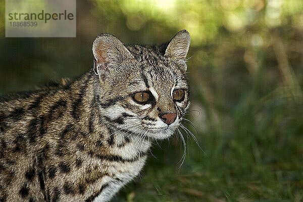 Tigerkatze oder Oncilla (leopardus tigrinus)  Portrait eines Erwachsenen