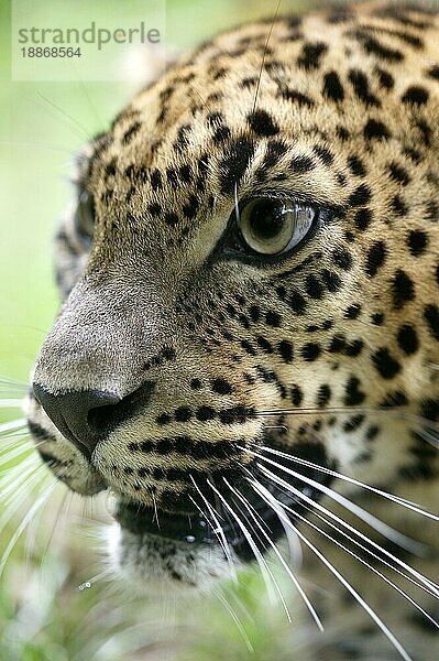 Ceylon-Leopard (panthera pardus kotiya)  PORTRAIT EINES ERWACHSENEN