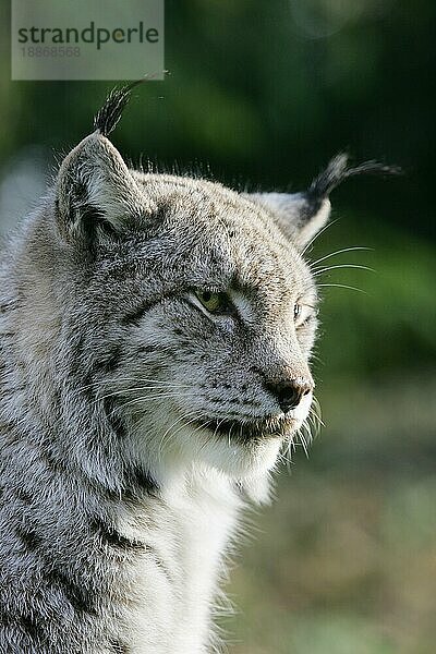 Europäischer Rotluchs (felis lynx)  Porträt eines Erwachsenen