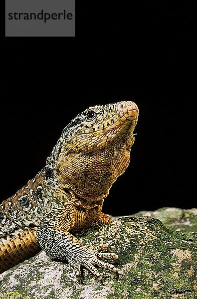 Chilenischer Teju  callopistes palluma  Portrait eines Erwachsenen