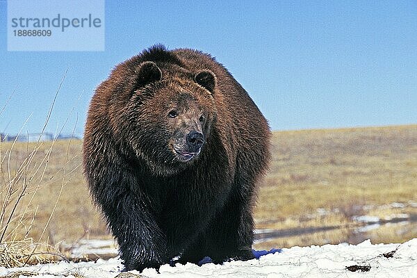 Kodiakbär (ursus arctos middendorffi)  ERWACHSENER IM SCHNEE STEHEND  ALASKA