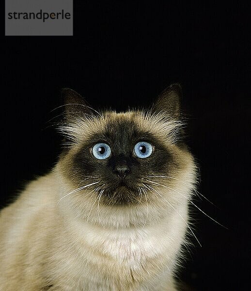 Birmanische Hauskatze vor schwarzem Hintergrund