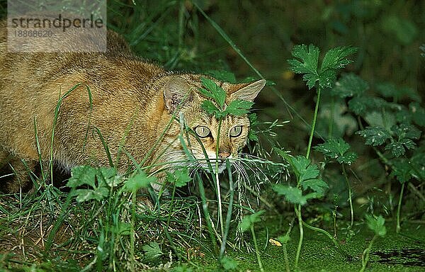 EUROPÄISCHE WILDCATTE (felis silvestris)  ERWACHSENER AUF GRAS STEHEND