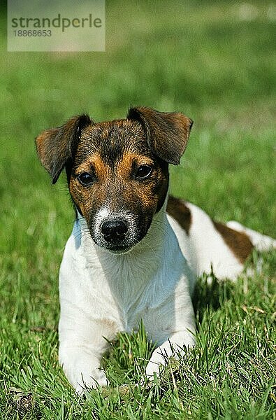 JACK RUSSELL TERRIER  ERWACHSEN  IM GRAS LIEGEND