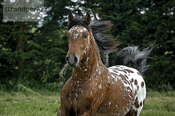 Appaloosa-Pferd  erwachsen  stehend im Paddock mit Gras im Maul