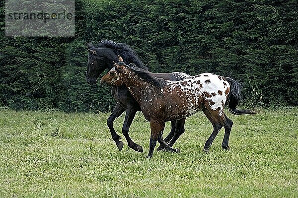 Appaloosa-Pferd  Erwachsene beim Spielen im Paddock