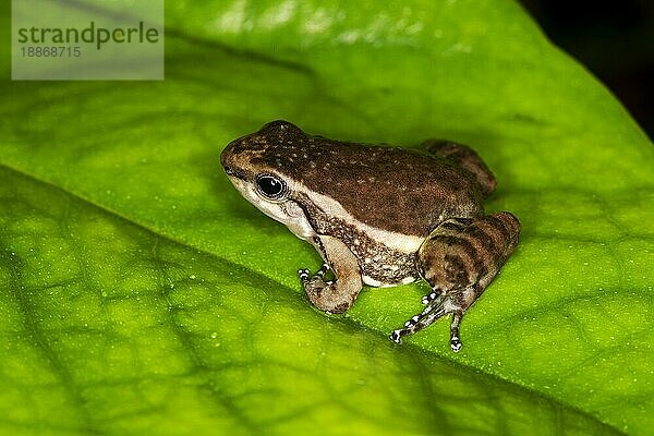 GIFT-SCHWARZFROSCH colostethus infraguttatus  ERWACHSENER AM BLATT  ECUADOR