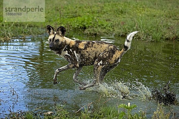 AFRIKANISCHER WILDHUND (lycaon pictus)  ERWACHSENER LÄUFT DURCH DAS WASSER  NAMIBIA