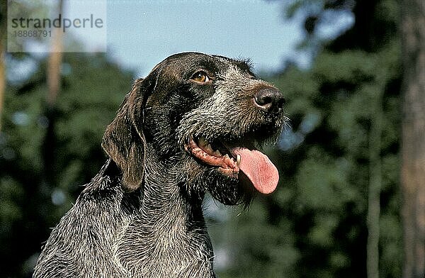 Deutscher Drahthaar-Vorstehhund oder Drathaar  Porträt eines Erwachsenen mit heraushängender Zunge