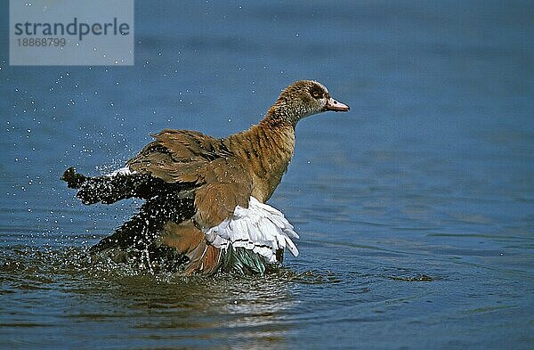 Nilgans (alopochen aegyptiacus)  ERWACHSENE beim Baden  TANSANIEN