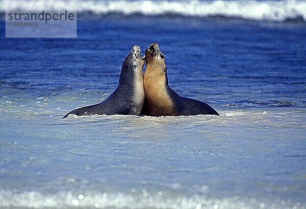 Australischer Seelöwe  neophoca cinere  Erwachsene spielen im Meer  Australien  Ozeanien