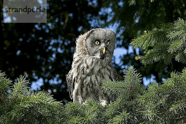 Bartkauz (strix nebulosa)  ERWACHSENER IM BAUM STEHEND