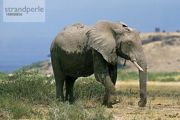 Afrikanischer Elefant (loxodonta africana)  Erwachsener in Savanne  Kenia  Afrika