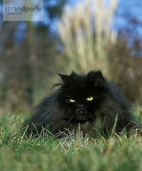 Schwarze Perserkatze  erwachsen  liegt auf Gras