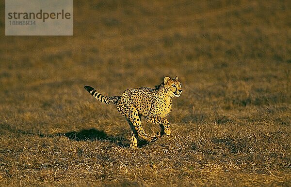 Gepard (acinonyx jubatus)  ERWACHSENER LAUFEND  KENIA