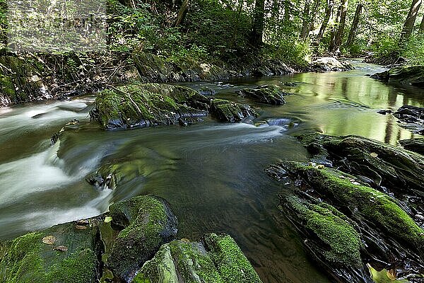 Die Selke im Harz ein naturbelassener Fluss
