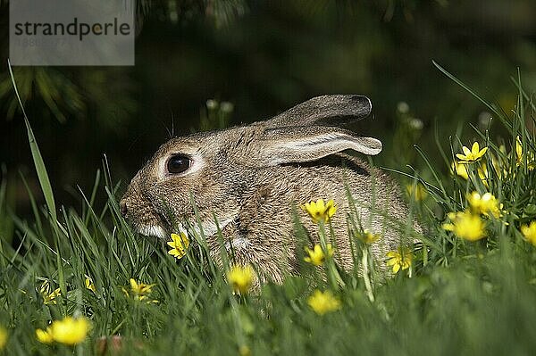 Europäisches Kaninchen (oryctolagus cuniculus) oder Wildkaninchen  erwachsen mit Blumen  Normandie