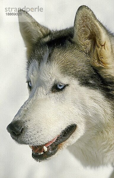 Siberian Husky  Portrait eines Erwachsenen