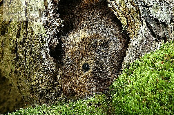 Rosetten-Meerschweinchen (cavia porcellus)  ERWACHSENER IM BAUMSTUMMEN STEHEND