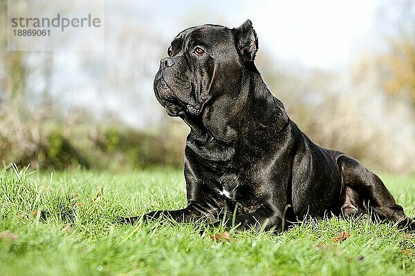 Cane Corso  eine Hunderasse aus Italien  Erwachsener liegt auf Gras