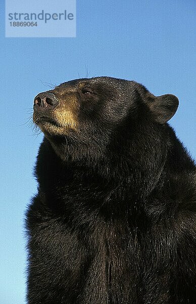 AMERIKANISCHER SCHWARZBÄR (ursus americanus)  PORTRAIT EINES ERWACHSENEN  KANADA