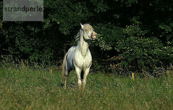 Camargue-Pferd  erwachsener Flehming