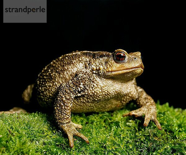 Erdkröte (bufo bufo)  ERWACHSENER AUF Moos stehend