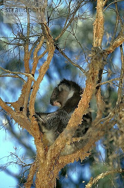 KOALA (phascolarctos cinereus)  ERWACHSENER IM BAUM STEHEND